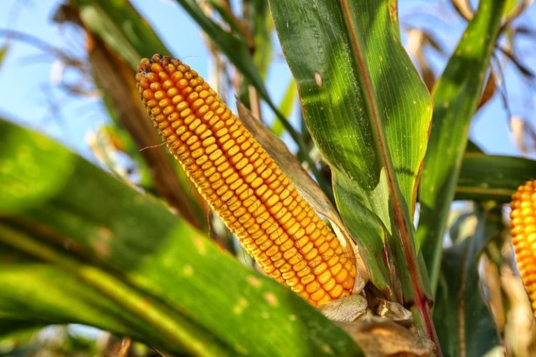 TOP 10 Corn Producing Countries in 2019 http//uga.ua/