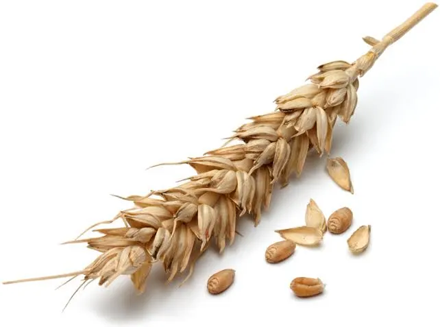 Франція зібрала понад 33 млн т пшениці Франція зібрала понад 33 млн т пшениці